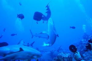 Dr. Diane Nelson will teach "Shark School" in September at the Natural History Museum. Shown is a photograph she took during a "controlled" shark-feeding in the Coral Sea,