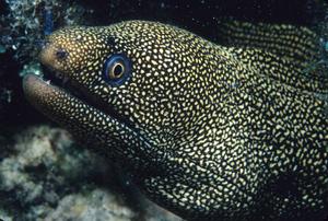 In Bonaire, the goldentail moray (Gymnothorax miliaris) extends its head from openings in the reef during the day, but forages in the open at night. (Photo Dr. Diane Nelson)