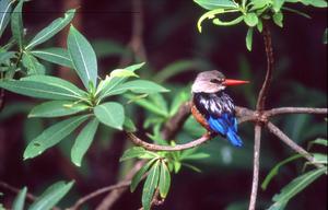 "Among the Branches" focuses on a Brown-Hooded Kingfisher in South Africa. Fine Art Photography by Benjamin Walls.