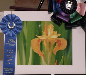  BEST OF SHOW: Richard Buddine, Yellow Iris