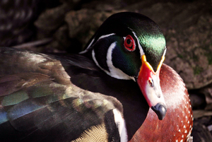 Wood duck by Richard Kretz