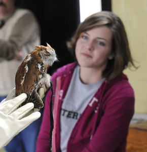 Virginia Intermont College junior Abigail Parke looks at an Eastern Screech Owl named "Red". The tiny owl became an educational ambassador after losing an eye when hit by a car.