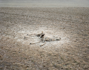 The first is entitled "Dead Deer, Point Pleasant, West Virginia, 2010." (Photo by Joshua Dudley Greer)