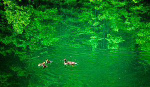 "Swimming in Green" by Greg Booher