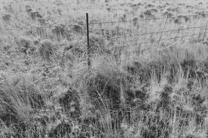 "Weeds, Fence" by Joe Champagne
