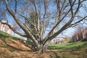 The beech tree that became the gallery floor (photo by Charles Goolsby)