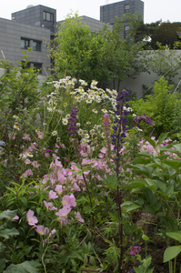 Trevor Curtis designed this roof garden in Seoul, South Korea.