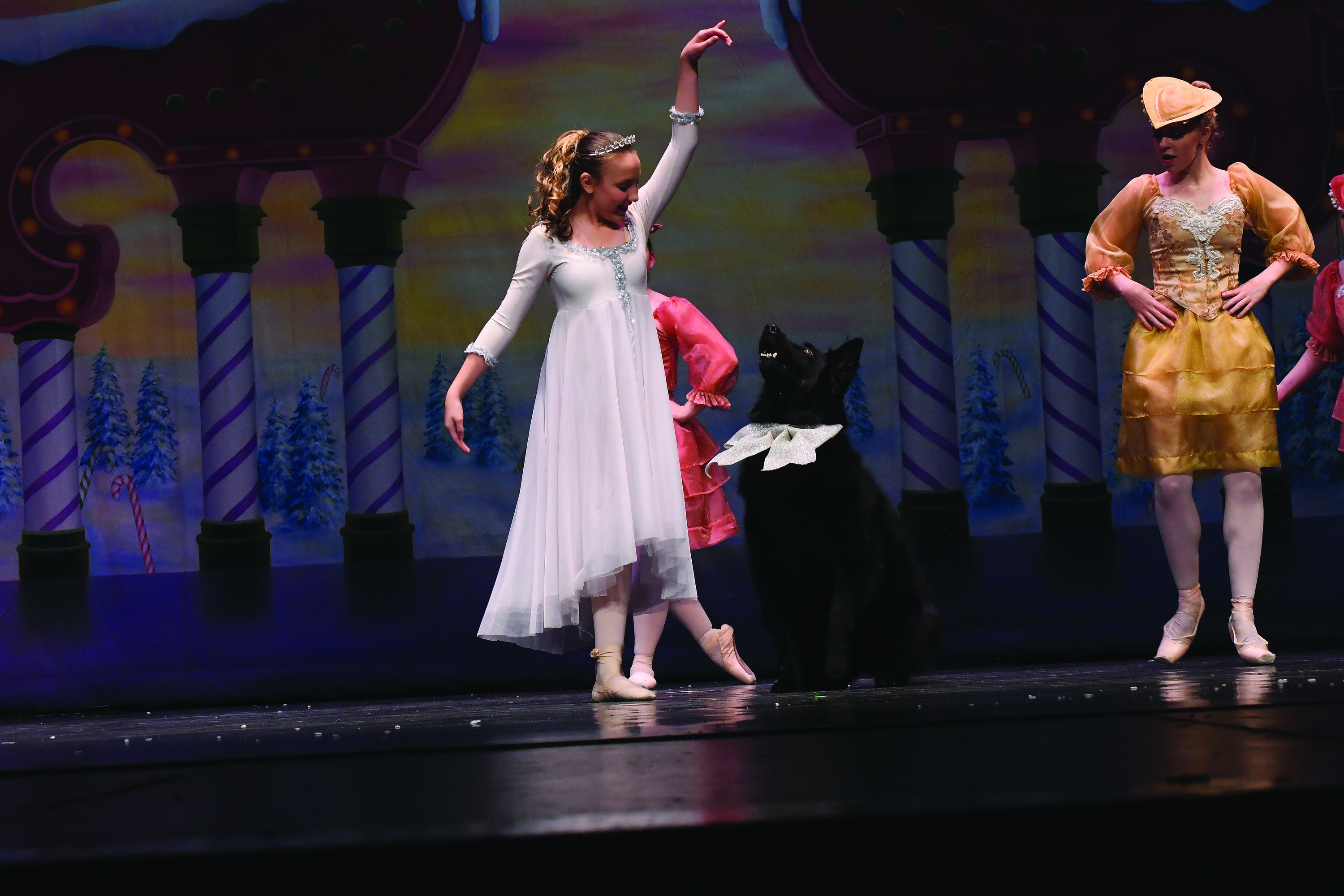 Samson, the German Shepherd, joins "The Nutcracker" cast.