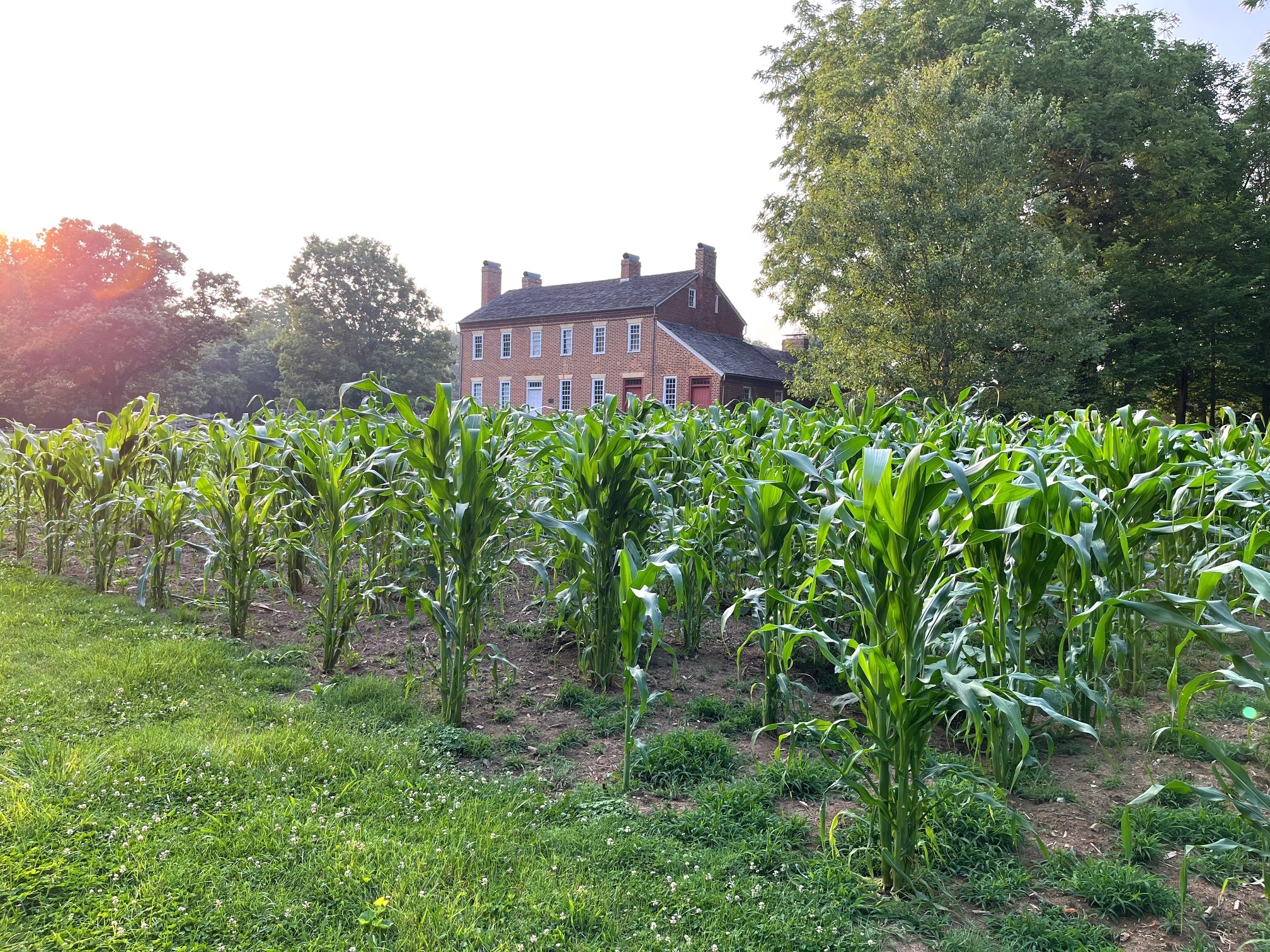 Crops grow next to the Doak House Museum.